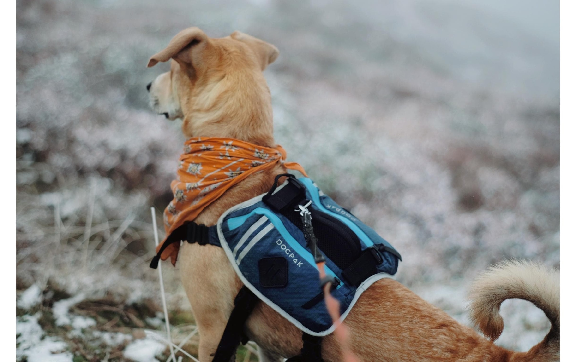   Hunde-Geschirr »DOGPAK Moab Lite Hunderucksack S« Rucksack und Wandergeschirr für Hunde aus «Die Höhle der Löwen»