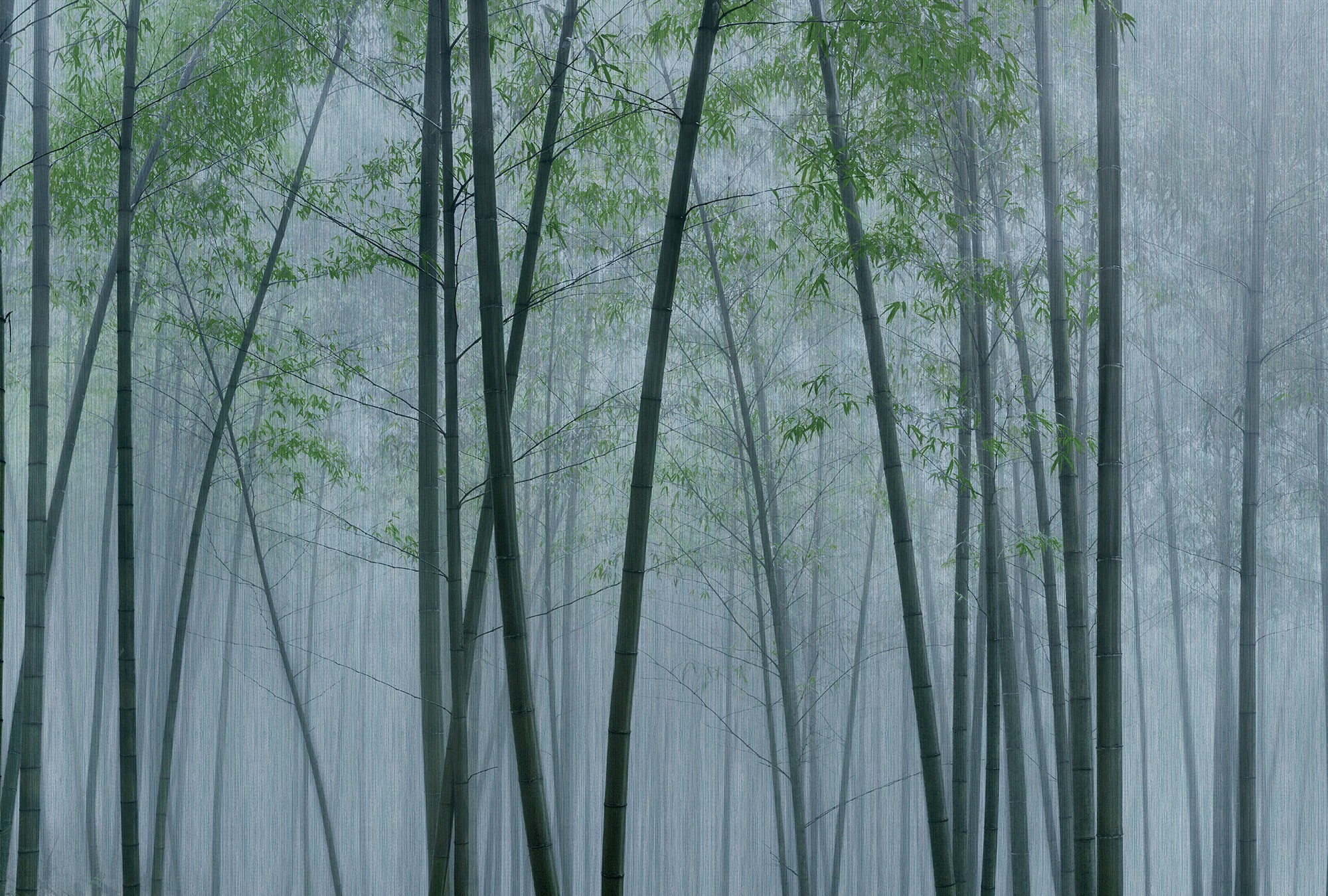 living walls Fototapete »Walls by Patel In The Bamboo« glatt Vlies, Wand günstig online kaufen