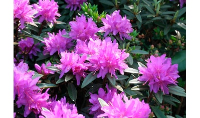 BCM Gehölze »Zwerg-Rhododendron 'Ramapo'«, (1 St.) kaufen