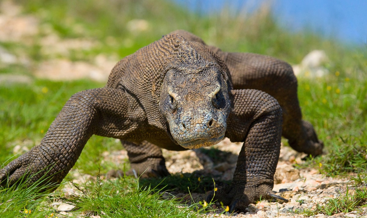 Papermoon Fototapete »Komodo Drache« günstig online kaufen