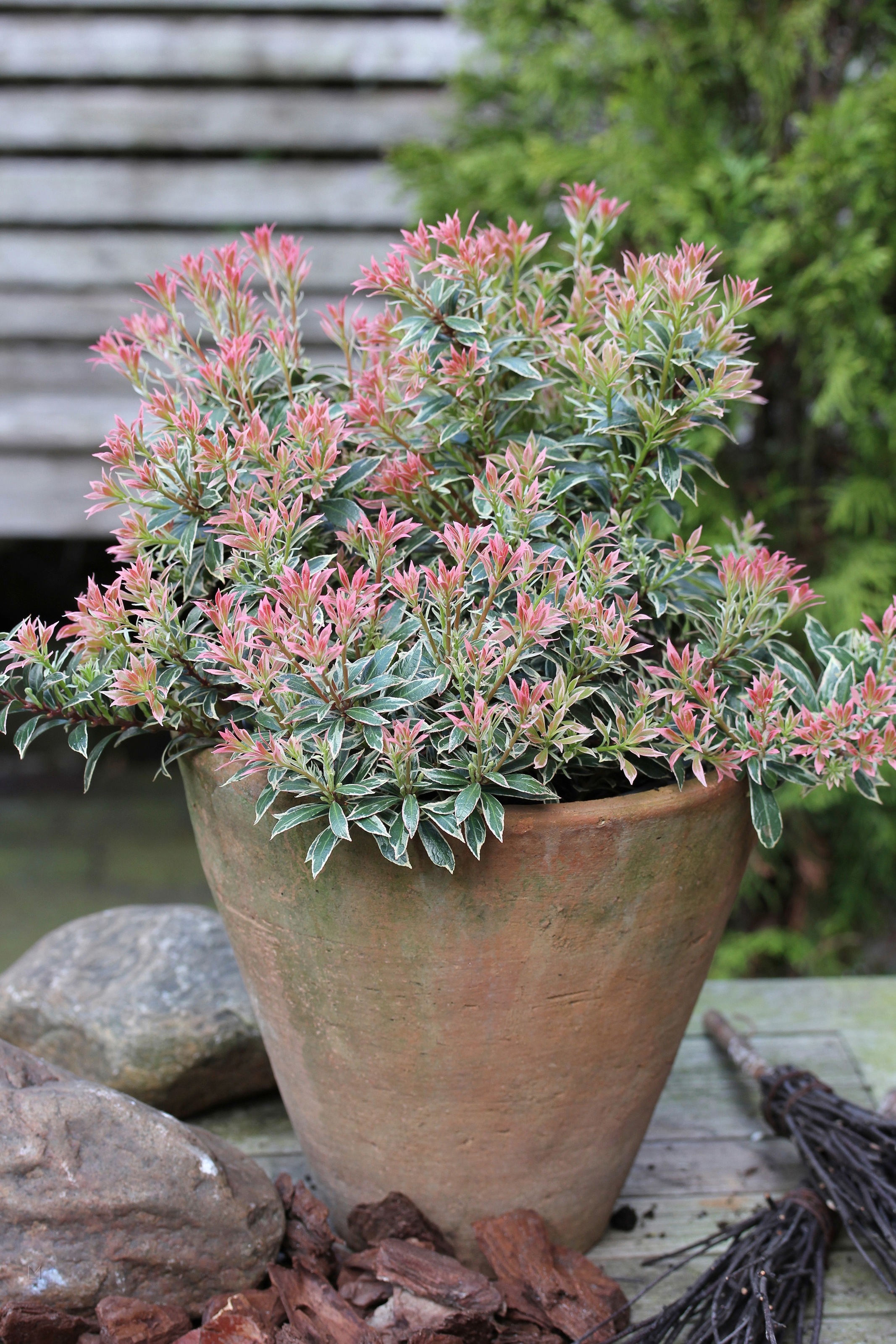 BCM Gehölze »Lavendelheide 'Passion'«, (1 St.), Höhe: 20-25 cm, 1 Pflanze kaufen