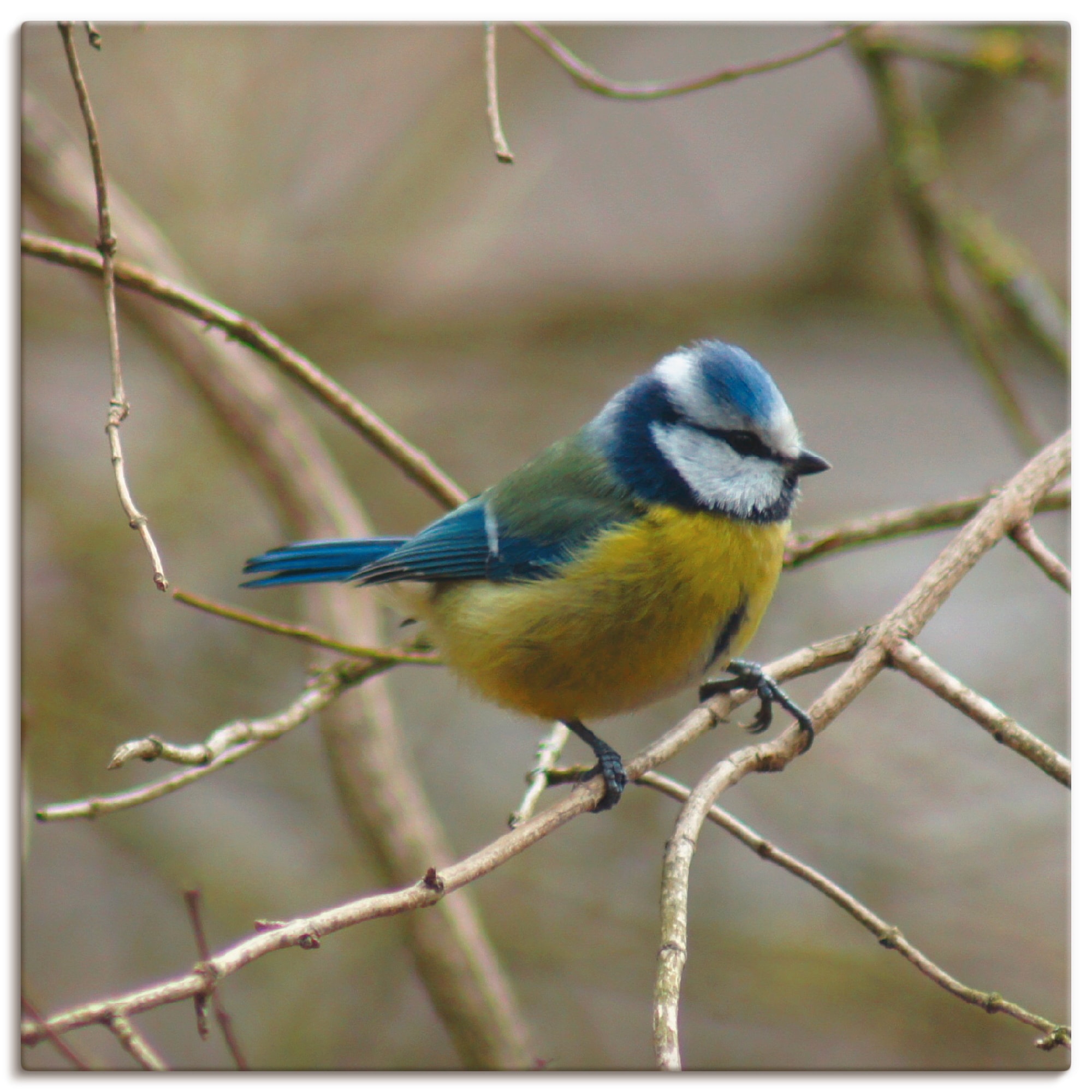 Artland Wandbild »Blaumeise«, Vögel, (1 St.), als Leinwandbild, Wandaufkleb günstig online kaufen