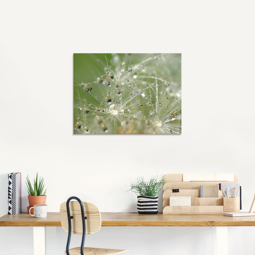 Artland Glasbild »Wassertropfen Pusteblume«, Blumen, (1 St.)