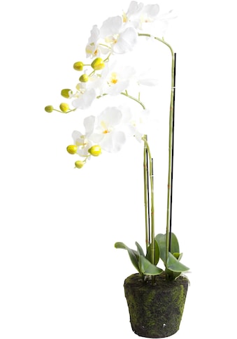 Botanic-Haus Kunstorchidee »Orchidee«, (1 St.) kaufen