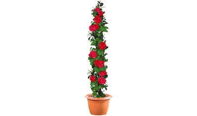 BCM Gehölze »Kletterrose 'Paul's Scarlet Climbers'«, (1 St.), Höhe: 60 cm, 1 Pflanze kaufen