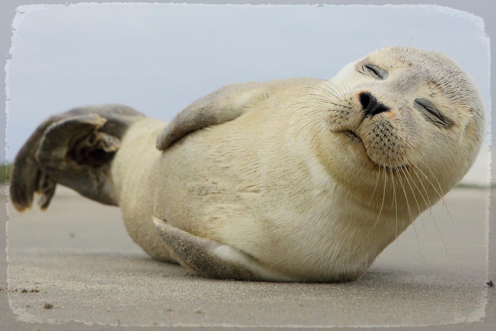 queence Metallbild »Robbe«, Tiere-Strand, (1 St.), Stahlschilder