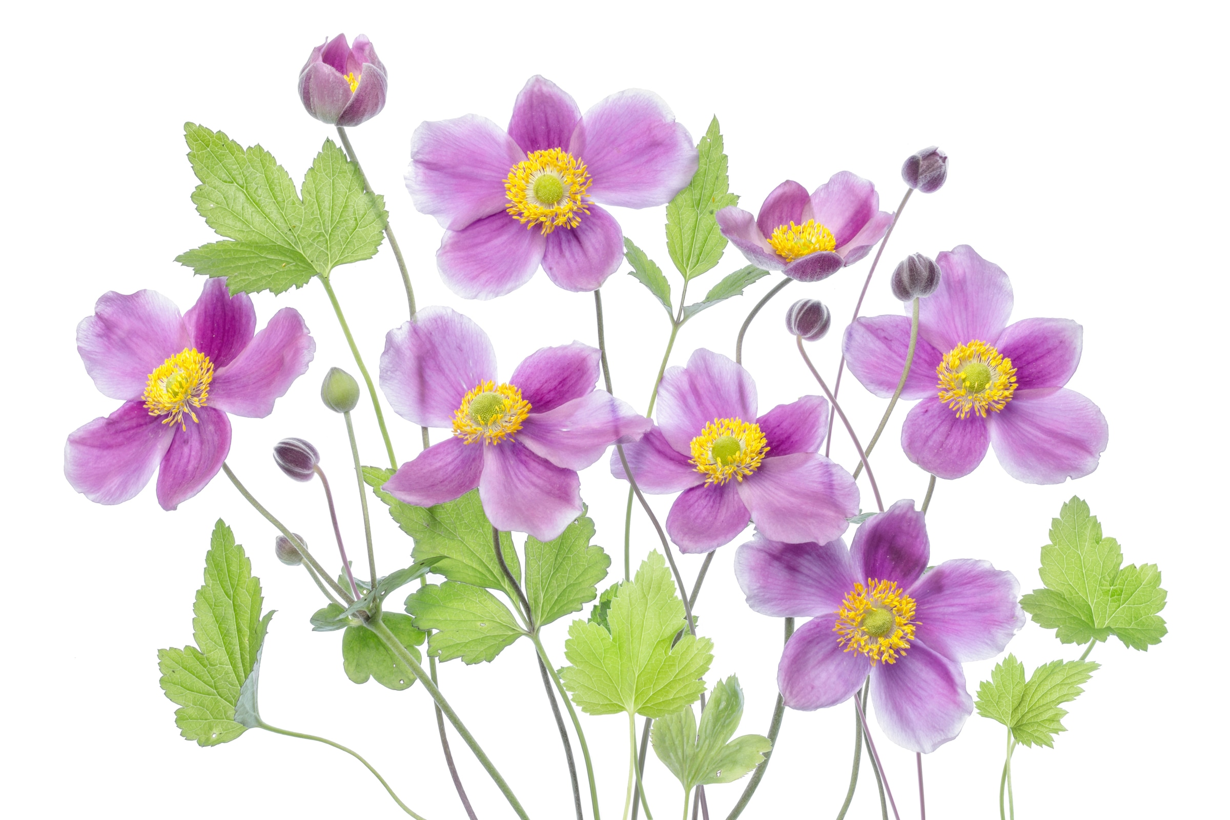 Papermoon Fototapete »Photo-Art MANDY DISHER, ANEMONE 'HADSPEN FÜLLE'« günstig online kaufen