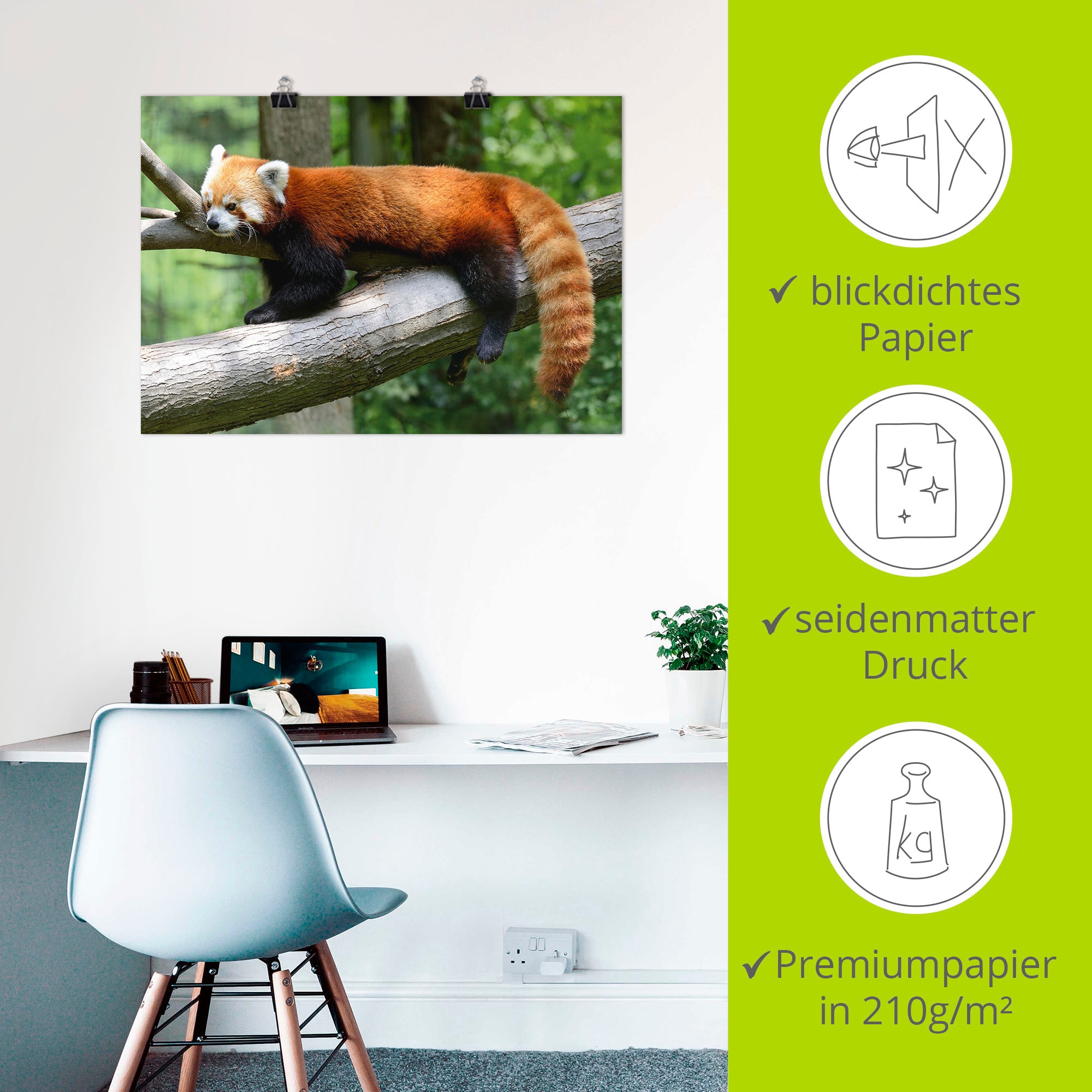 Artland Wandbild »Roter Panda«, Wildtiere, (1 St.), als Poster, Wandaufkleber in verschied. Größen