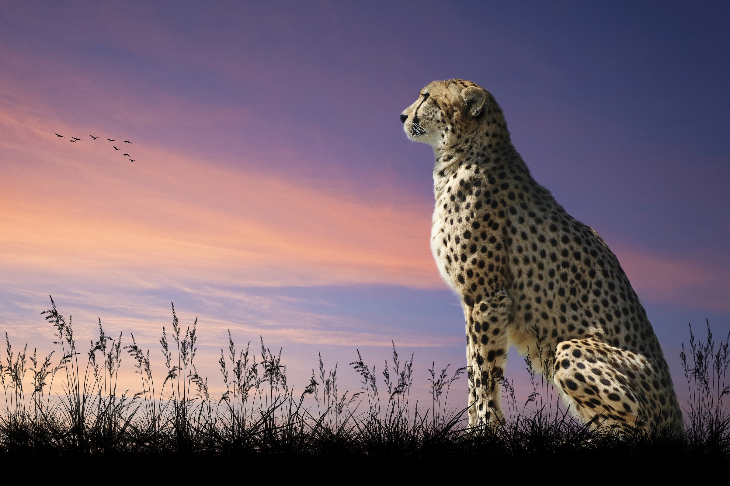 Papermoon Fototapete »GEPARD-NATUR LÖWE TIGER PUMA JAGUAR DSCHUNGEL TIERE X günstig online kaufen