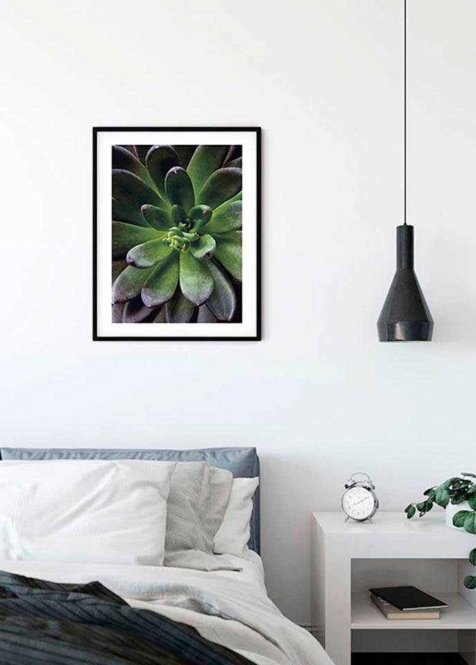 Komar Bild »Succulent Single«, Pflanzen-Blätter, (1 St.), Wandbild zur Dekoration - ohne Rahmen
