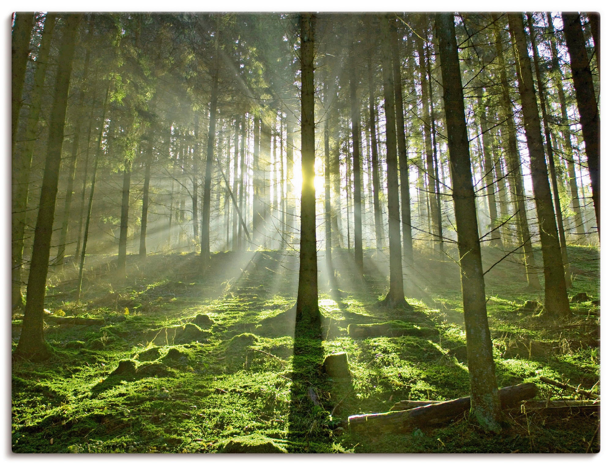 Artland Wandbild »Wald im bestellen Gegenlicht«, als Wald, Poster St.), in (1 Raten Leinwandbild, Wandaufkleber Größen versch. Alubild, auf oder