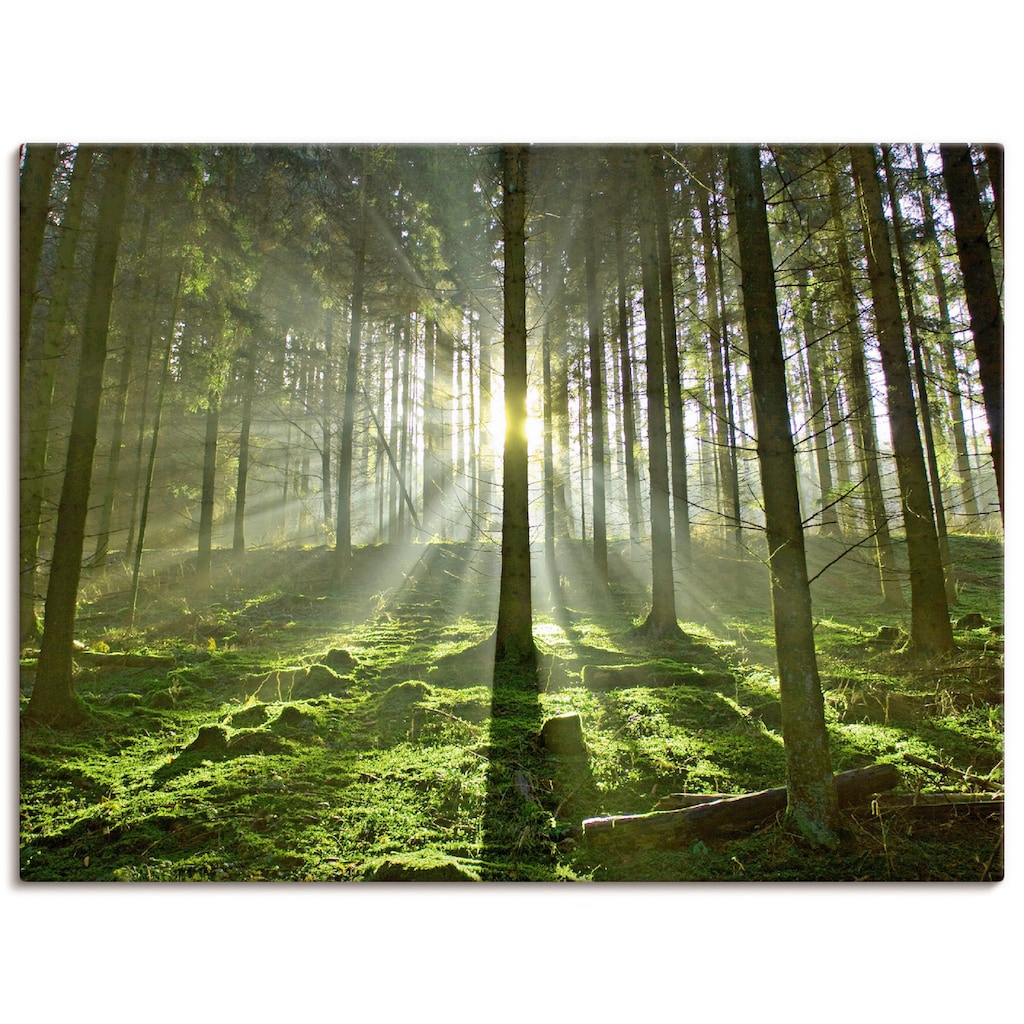 Artland Wandbild »Wald im Gegenlicht«, Wald, (1 St.)