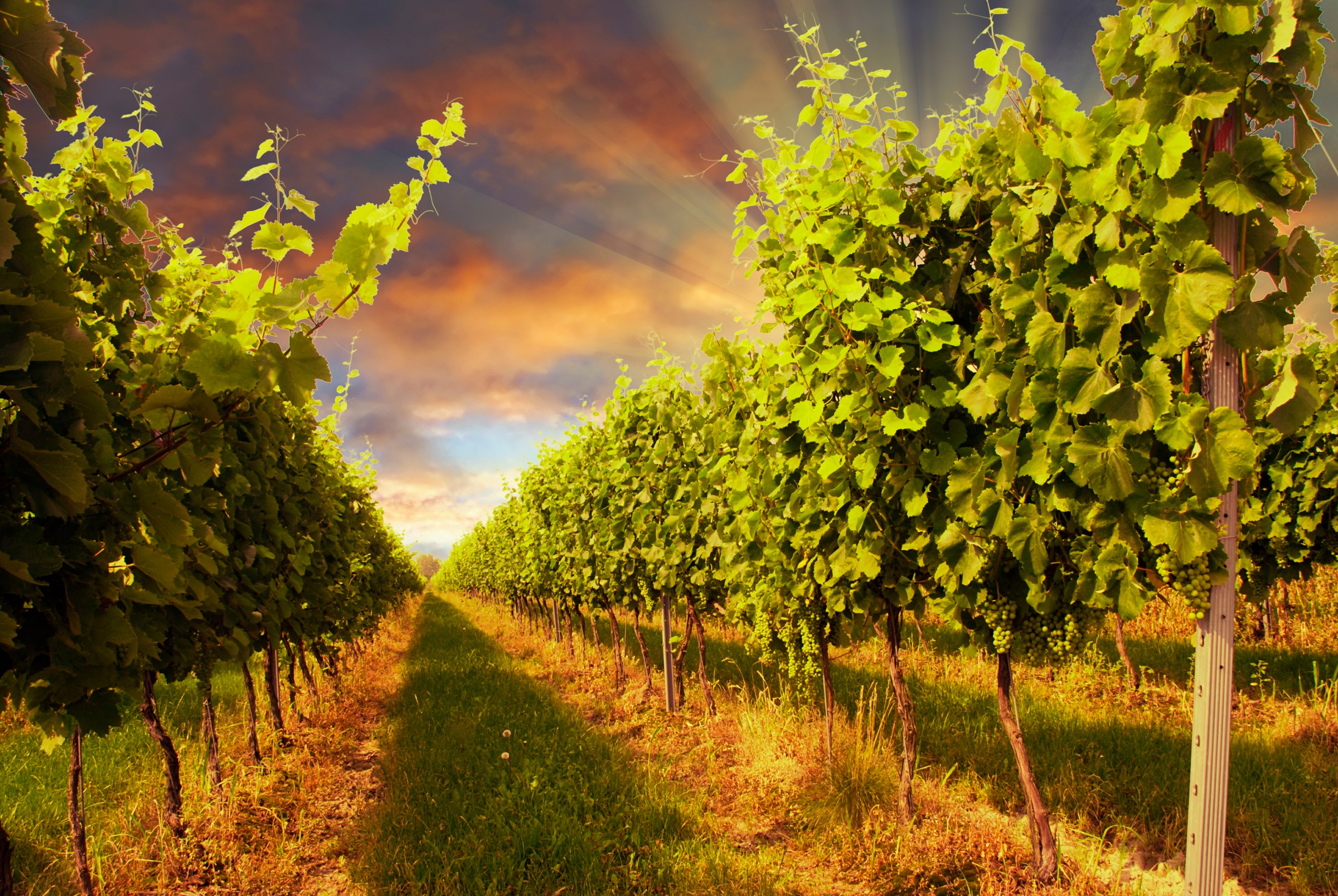 Papermoon Fototapete »Sunset Vineyard« glatt günstig online kaufen