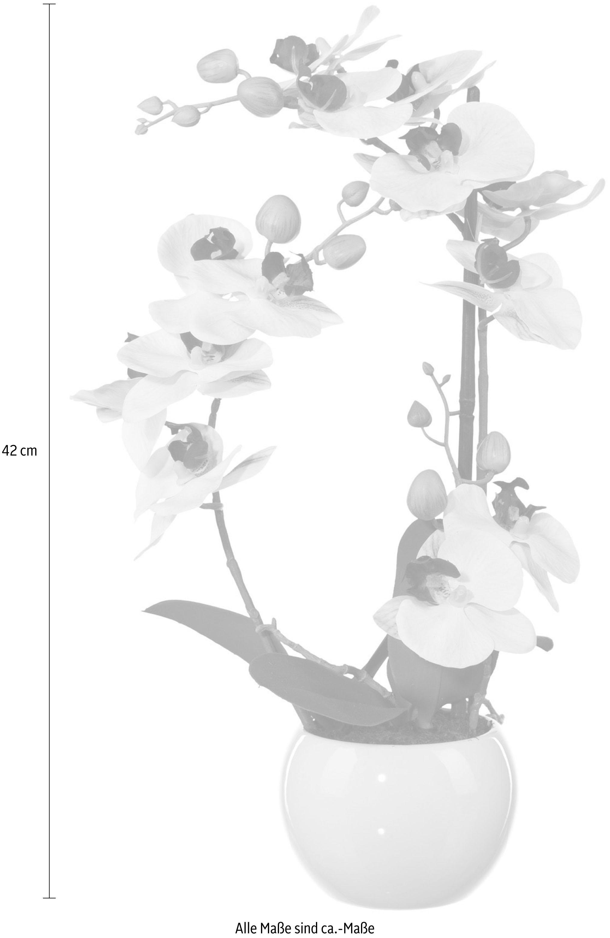 Creativ green Kunstpflanze »Phalaenopsis« günstig online kaufen