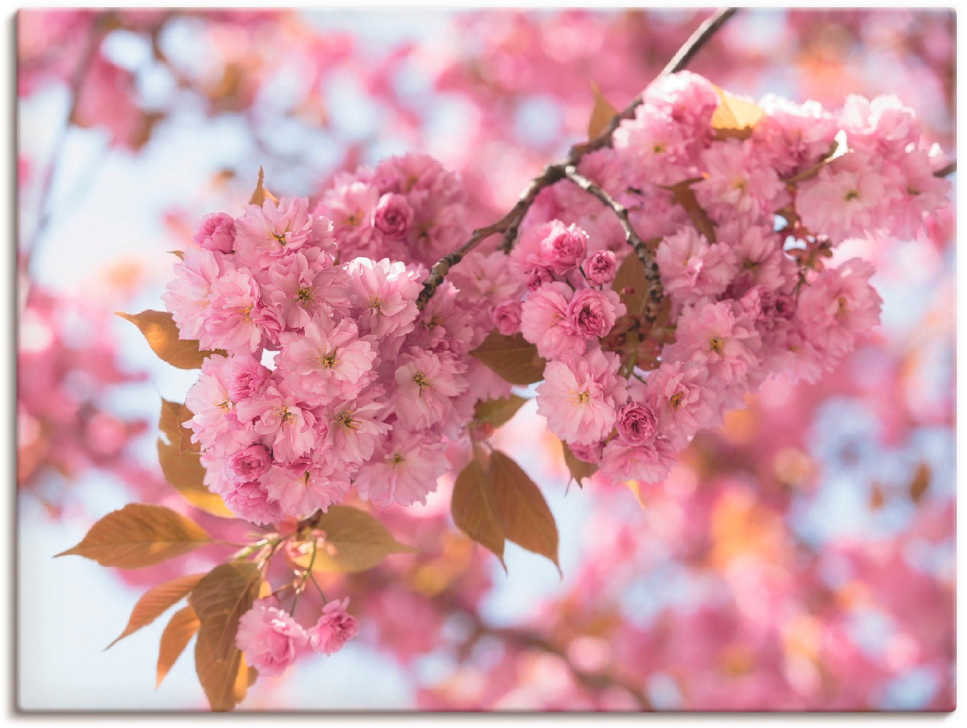 Artland Wandbild »Japanische Kirschblüte in Love I« Blumen 1 Stk. tlg. als günstig online kaufen