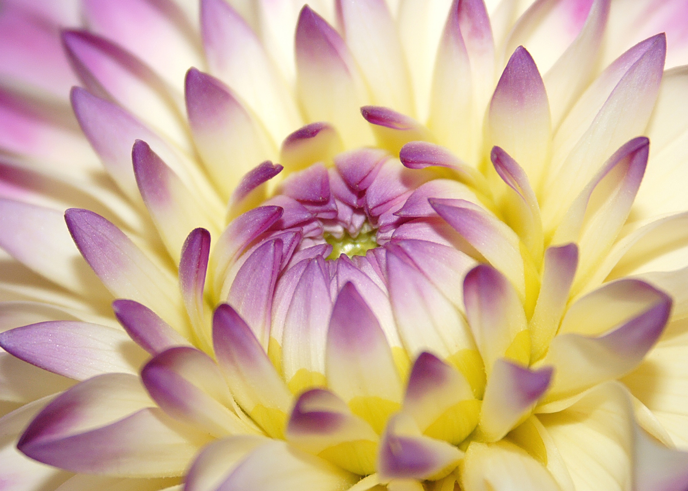 Papermoon Fototapete »Macro Pink Flower« glatt günstig online kaufen