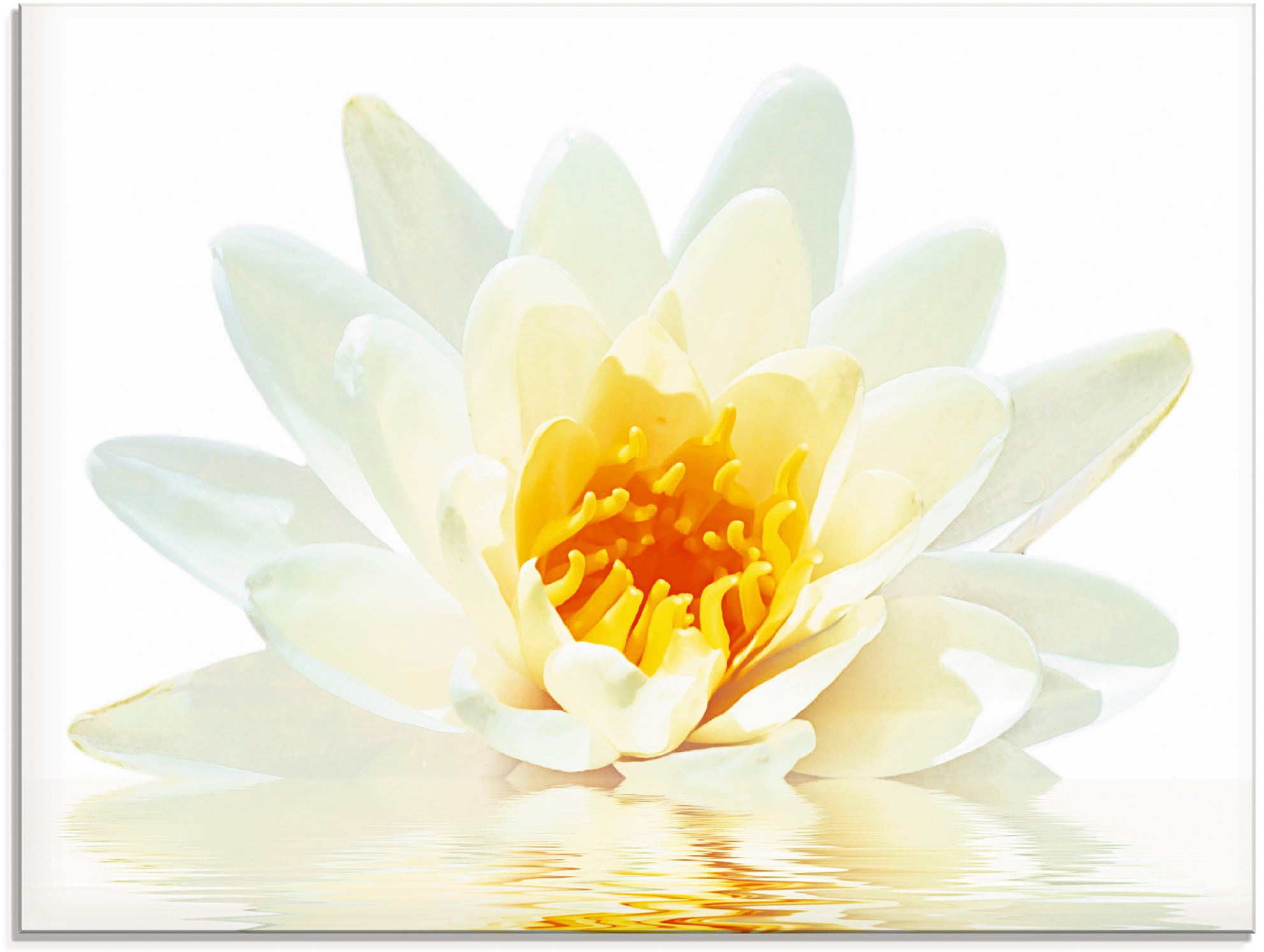 Artland Glasbild »Lotusblume schwimmt im bestellen Größen Blumen, in (1 verschiedenen online Wasser«, St.)