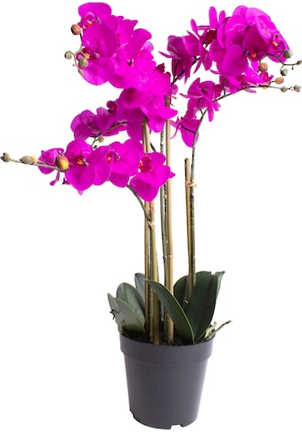 Kunstorchidee »Orchidee Bora«