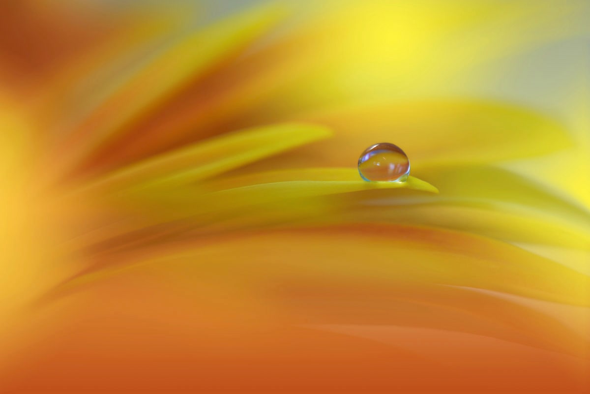 Papermoon Fototapete »Zen Wassertropfen mit Blume Makro« günstig online kaufen