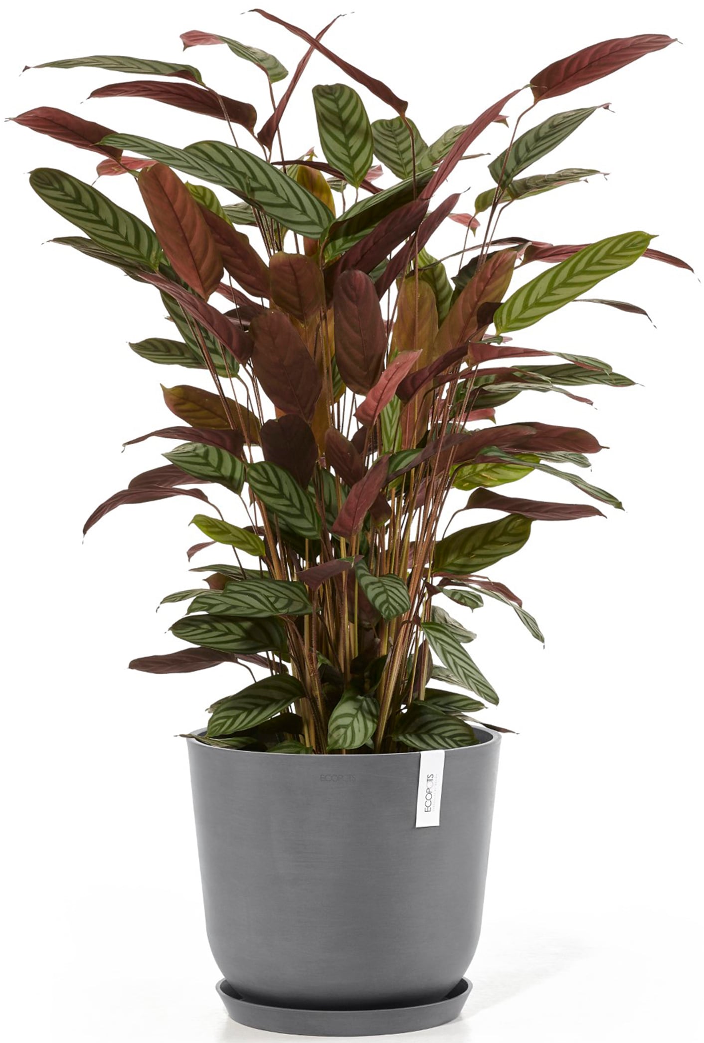 ECOPOTS Blumentopf »Oslo 35 Grau«, für innen und außen: frostsicher, bruchsicher und lichtbeständig