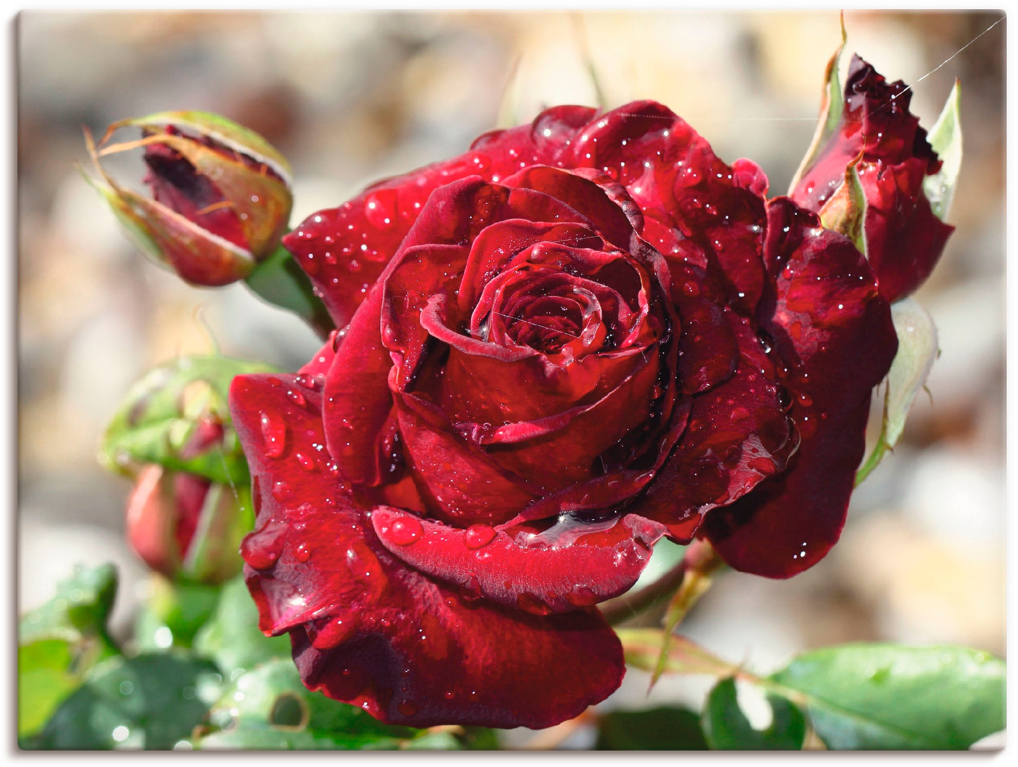 Artland Wandbild "Tröpfchenrose", Blumen, (1 St.), als Leinwandbild, Poster günstig online kaufen