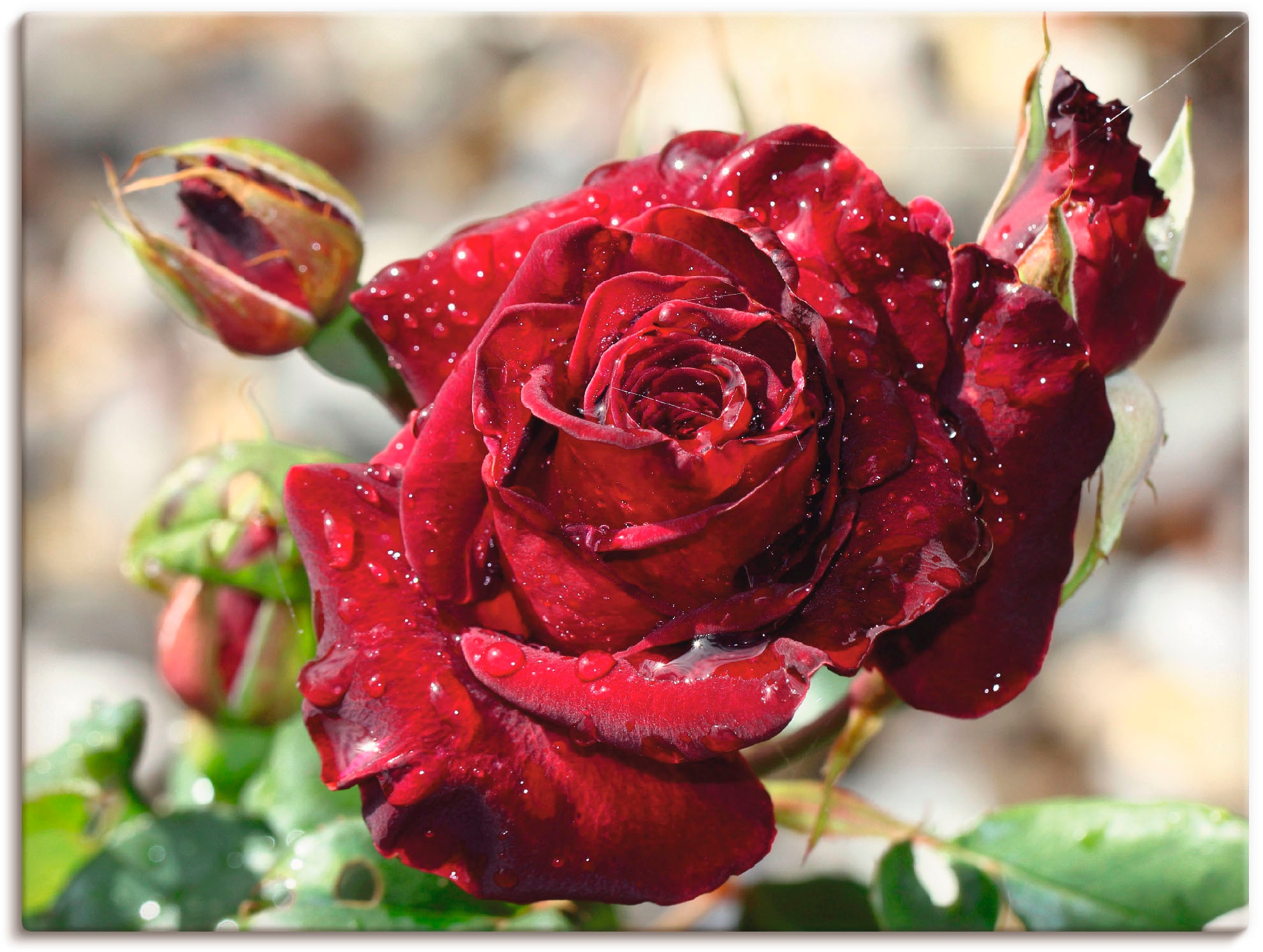 Artland Wandbild »Tröpfchenrose« Blumen 1 Stk. tlg. als Leinwandbild, Poste günstig online kaufen