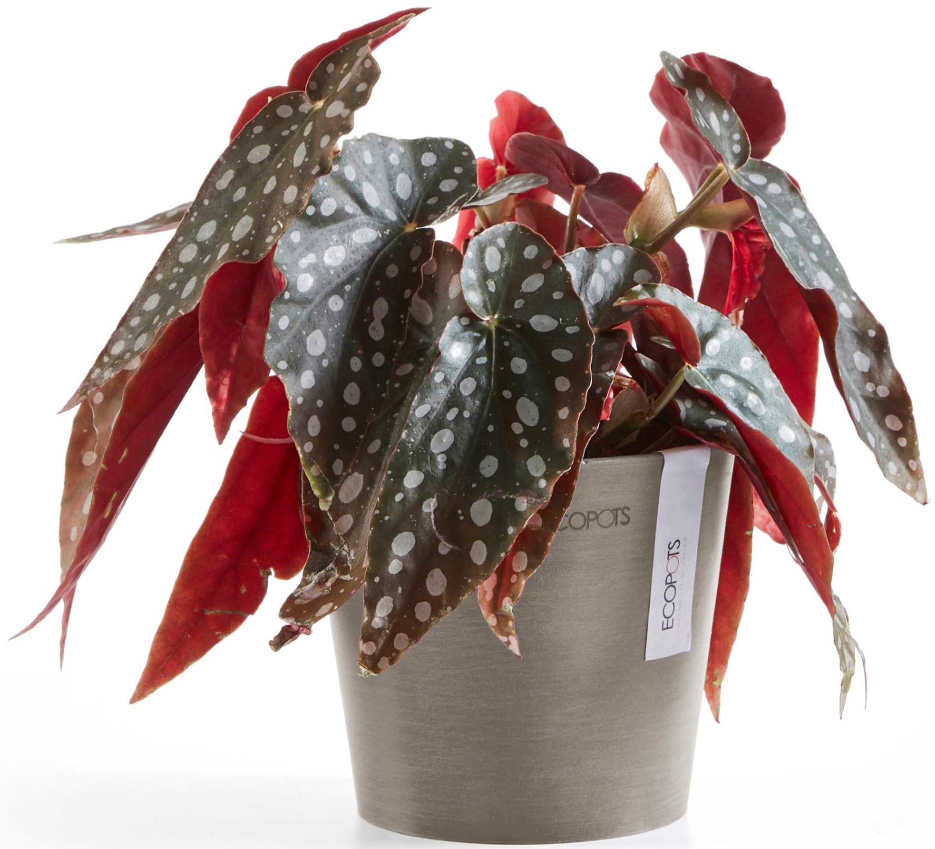 ECOPOTS Blumentopf »Amsterdam Mini 13 Taupe«, für den Innenbereich