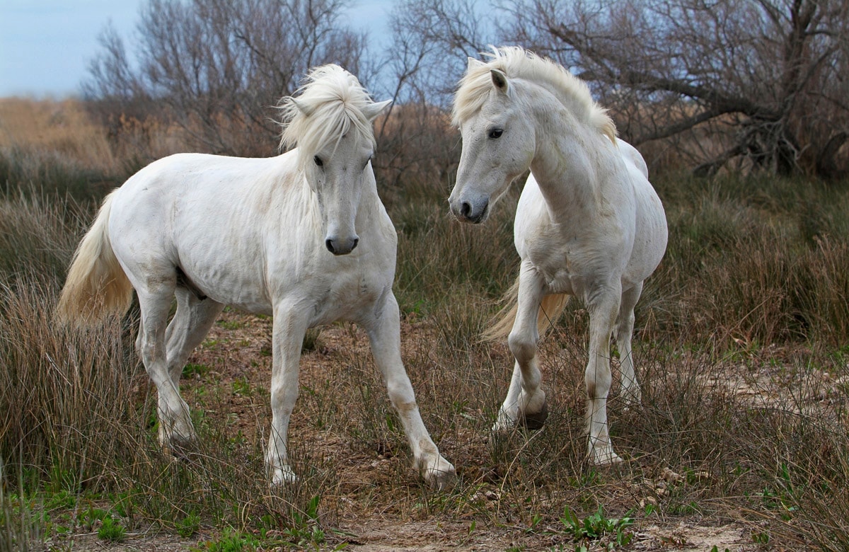 Papermoon Fototapete »PFERDE-CAMARGUE GALLOP STRAND MEER TIERE KÜSTE PROVEN günstig online kaufen