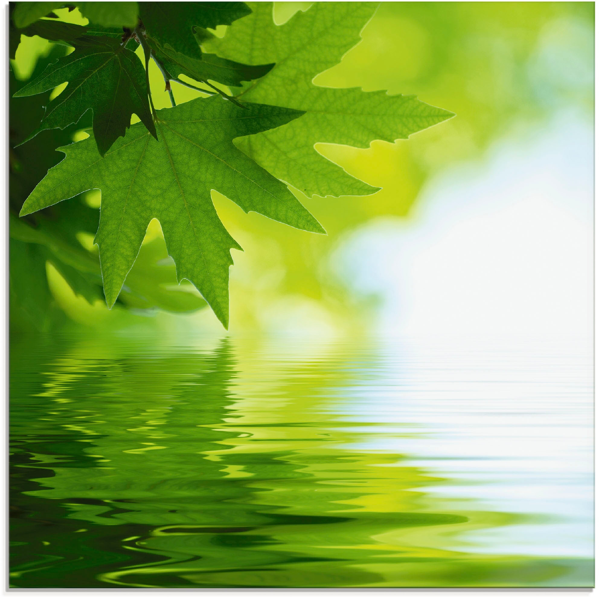 Artland Glasbild »Grüne Blätter reflektieren im Wasser«, Blätter, (1 St.), günstig online kaufen