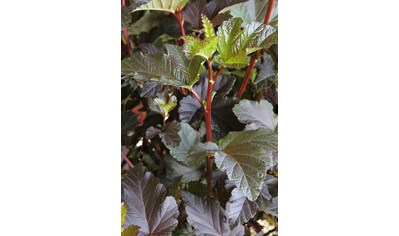 BCM Hecken »Blasenspire 'Diabolo'«, (3 St.), Höhe: 30-40 cm, 3 Pflanzen kaufen