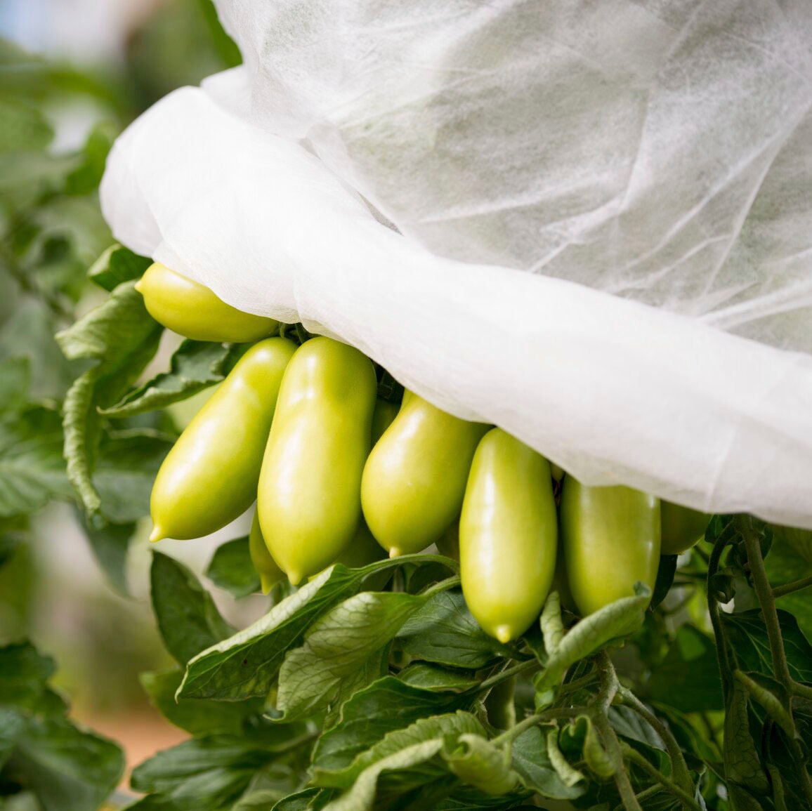 Windhager Winterschutzvlies »Wachstumsvlies« Tomaten-Vliesschlauch, 1000x65 cm