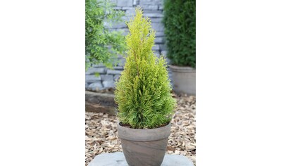 BCM Hecken »Lebensbaum 'Golden Smaragd'«, (1 St.), Höhe: 60-80 cm, 1 Pflanze kaufen