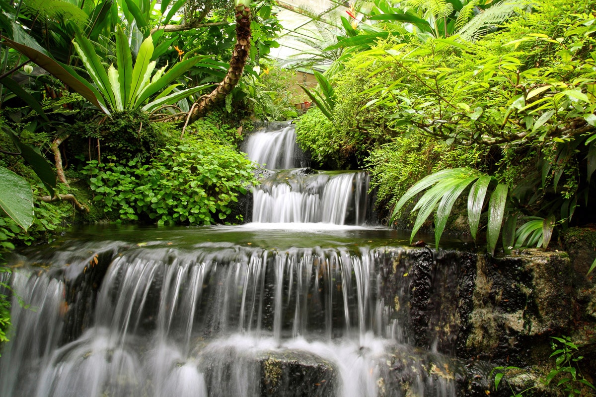 Papermoon Fototapete »WASSERFALL-NATUR WALD DSCHUNGEL PALMEN BÄUME PFLANZEN günstig online kaufen