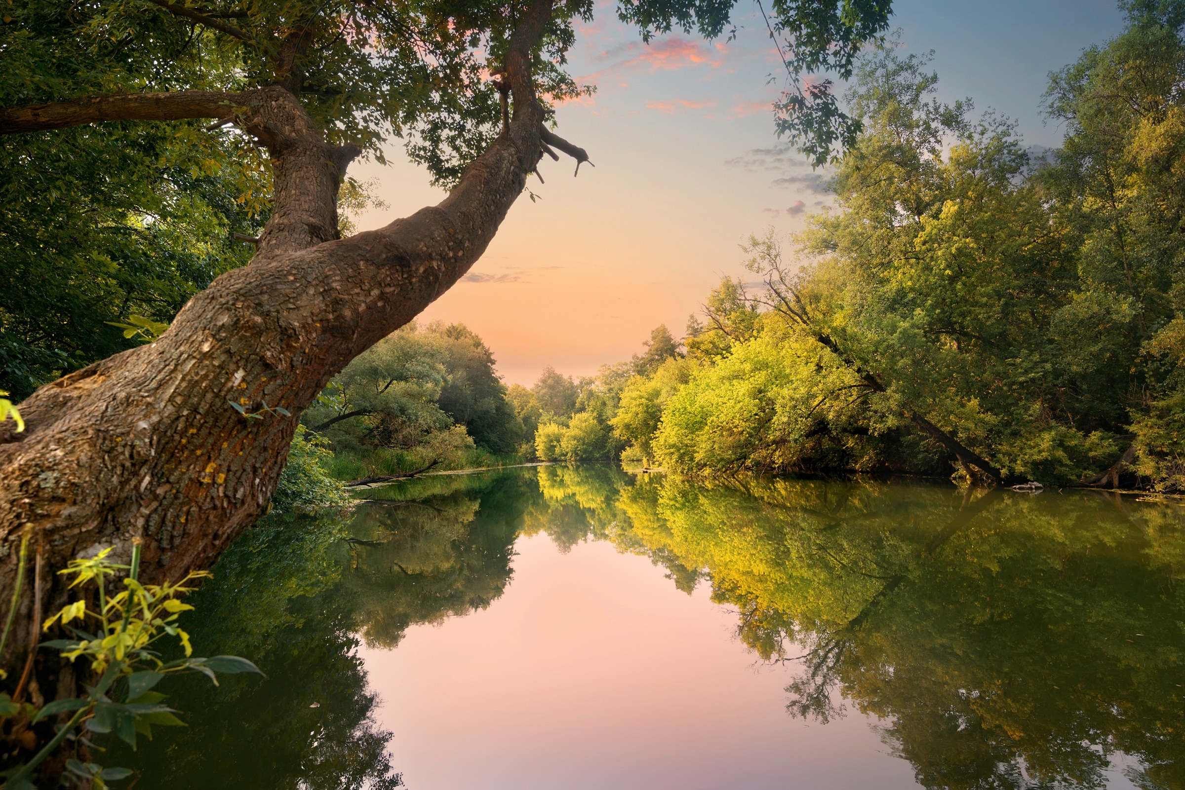 Papermoon Fototapete »FLUSS IM WALD-BAUM WIESE WALD SONNE WEG PFLANZE FARNE günstig online kaufen