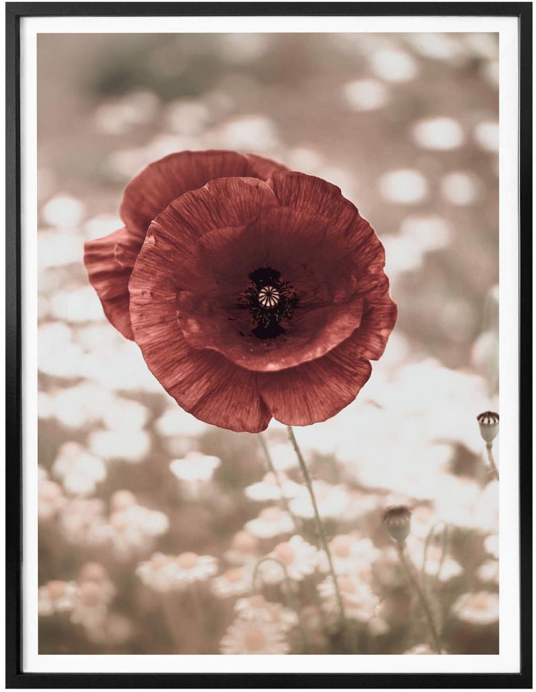 Wall-Art St.) Rechnung »Mohnblumen Portrait«, Poster auf Blumen, (1 kaufen