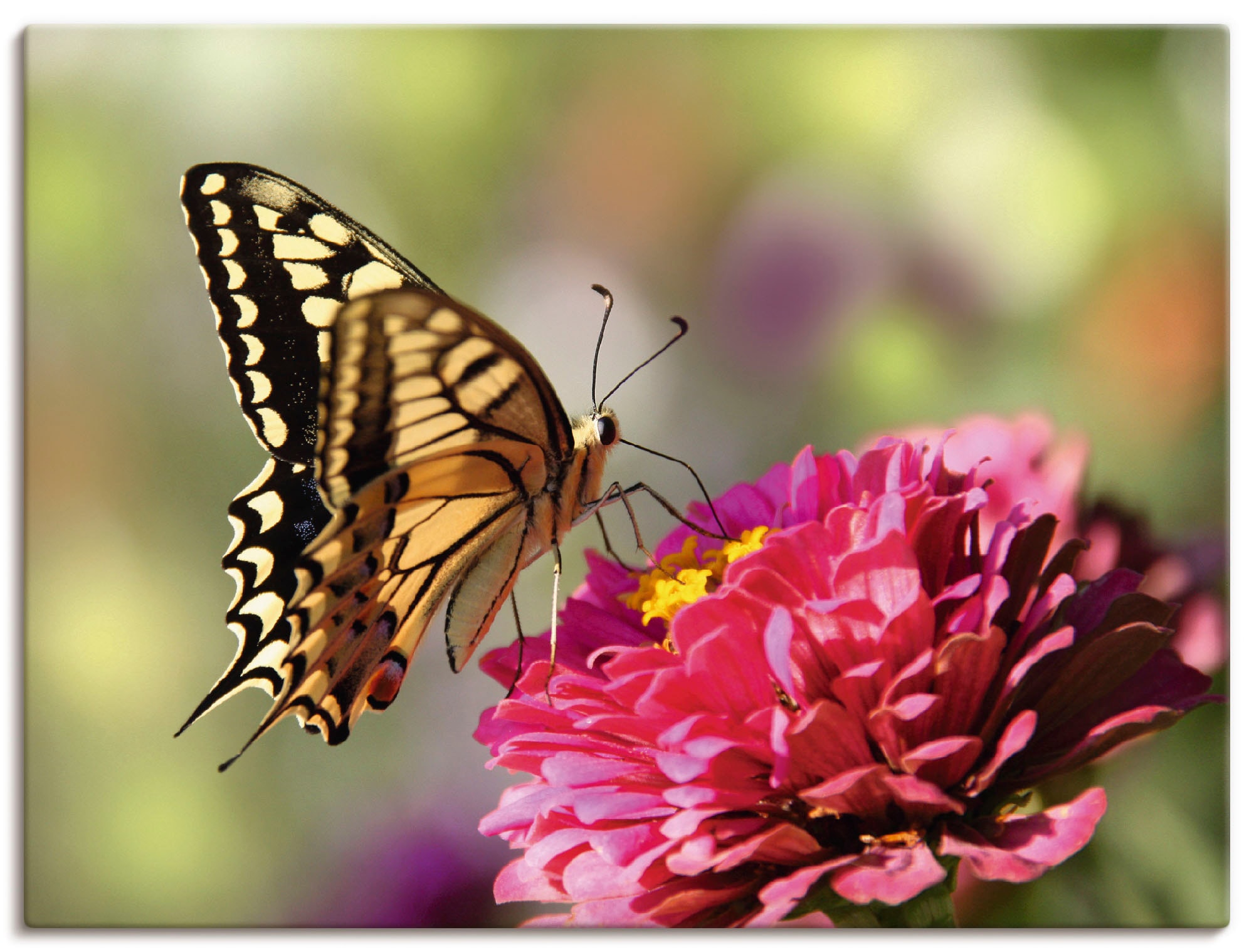 Artland Leinwandbild »Schmetterling«, Insekten, (1 St.), auf Keilrahmen gespannt
