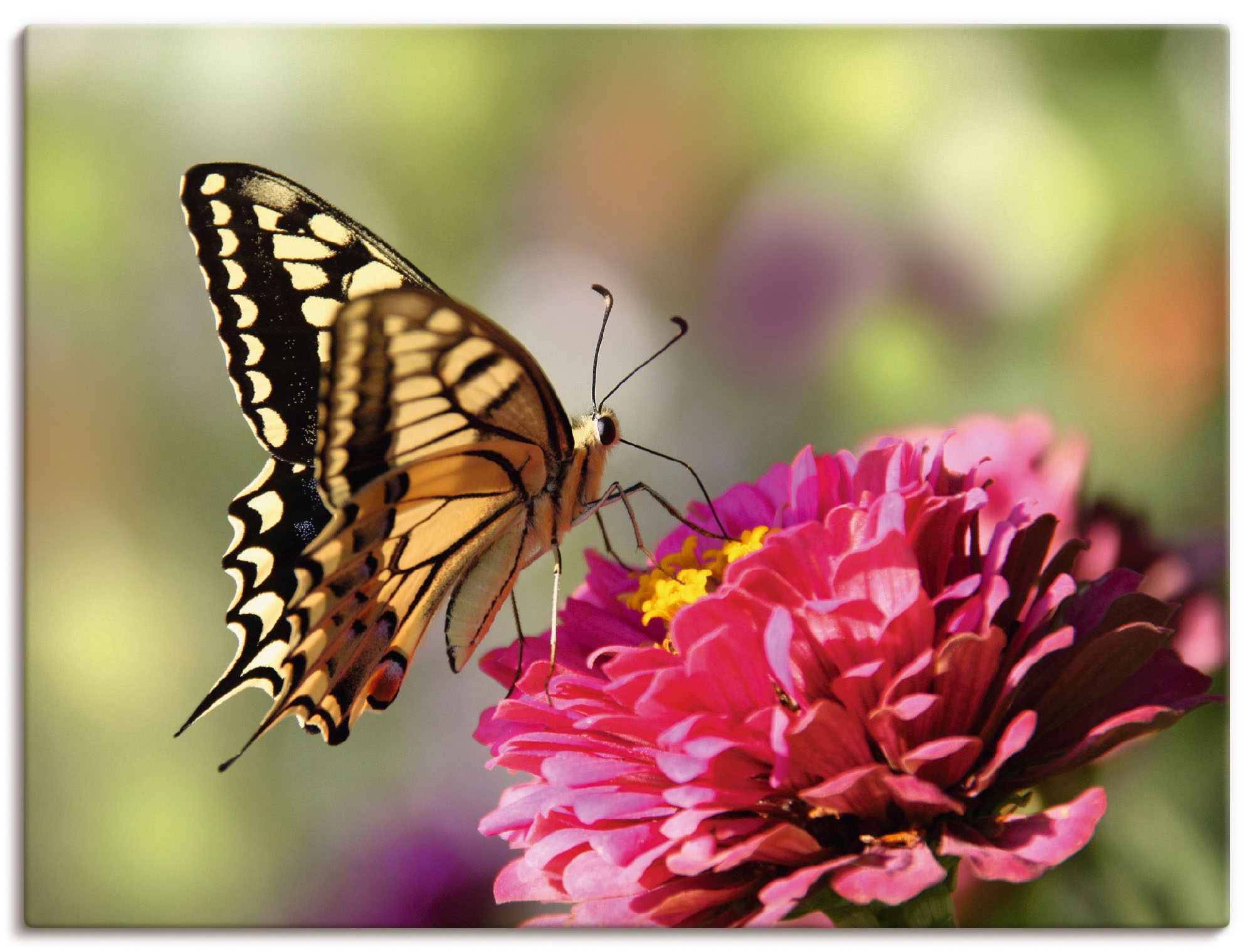 Artland Leinwandbild »Schmetterling«, Insekten, (1 St.), auf Keilrahmen ges günstig online kaufen