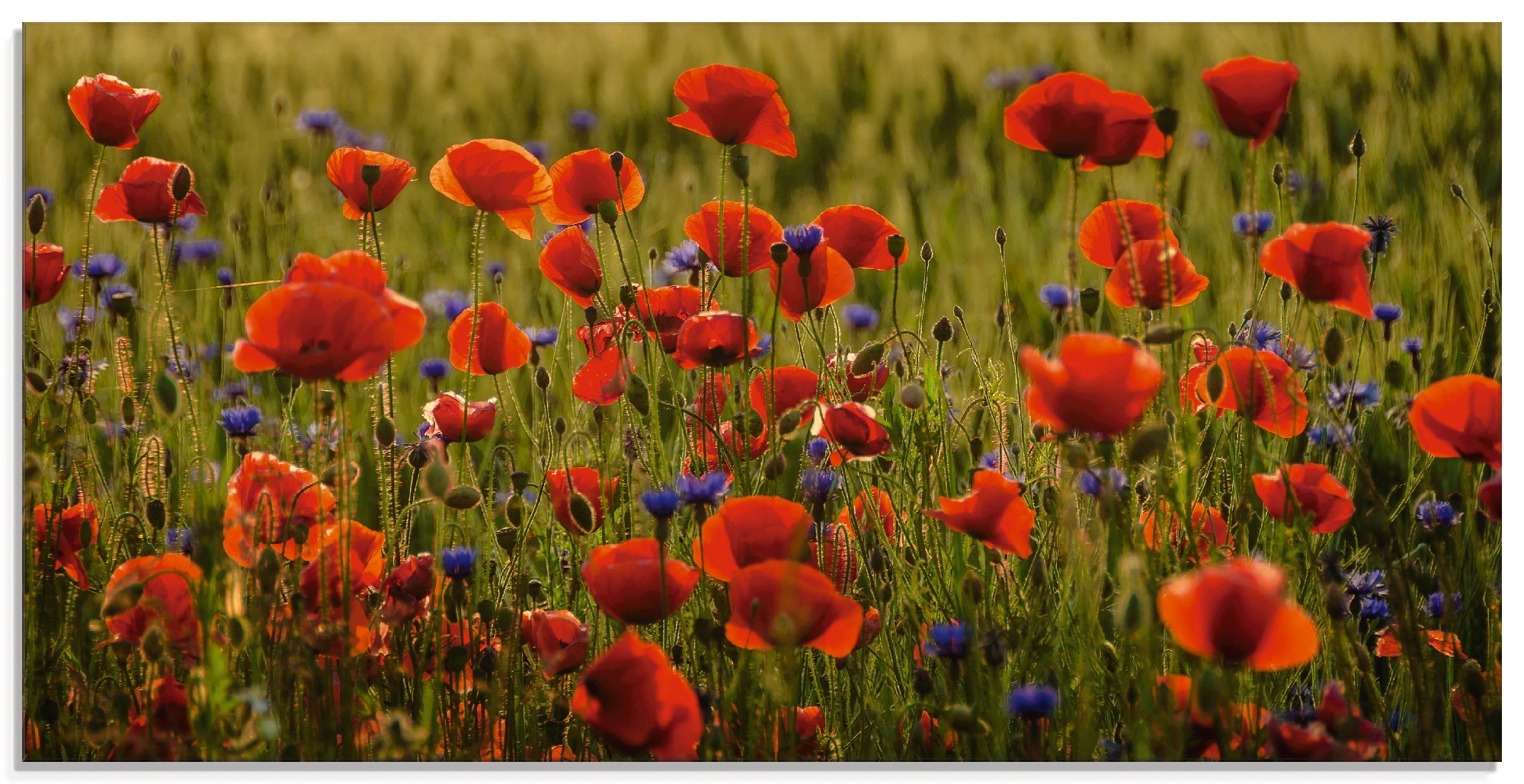 Artland Glasbild "Sommermohn", Blumen, (1 St.), in verschiedenen Größen günstig online kaufen