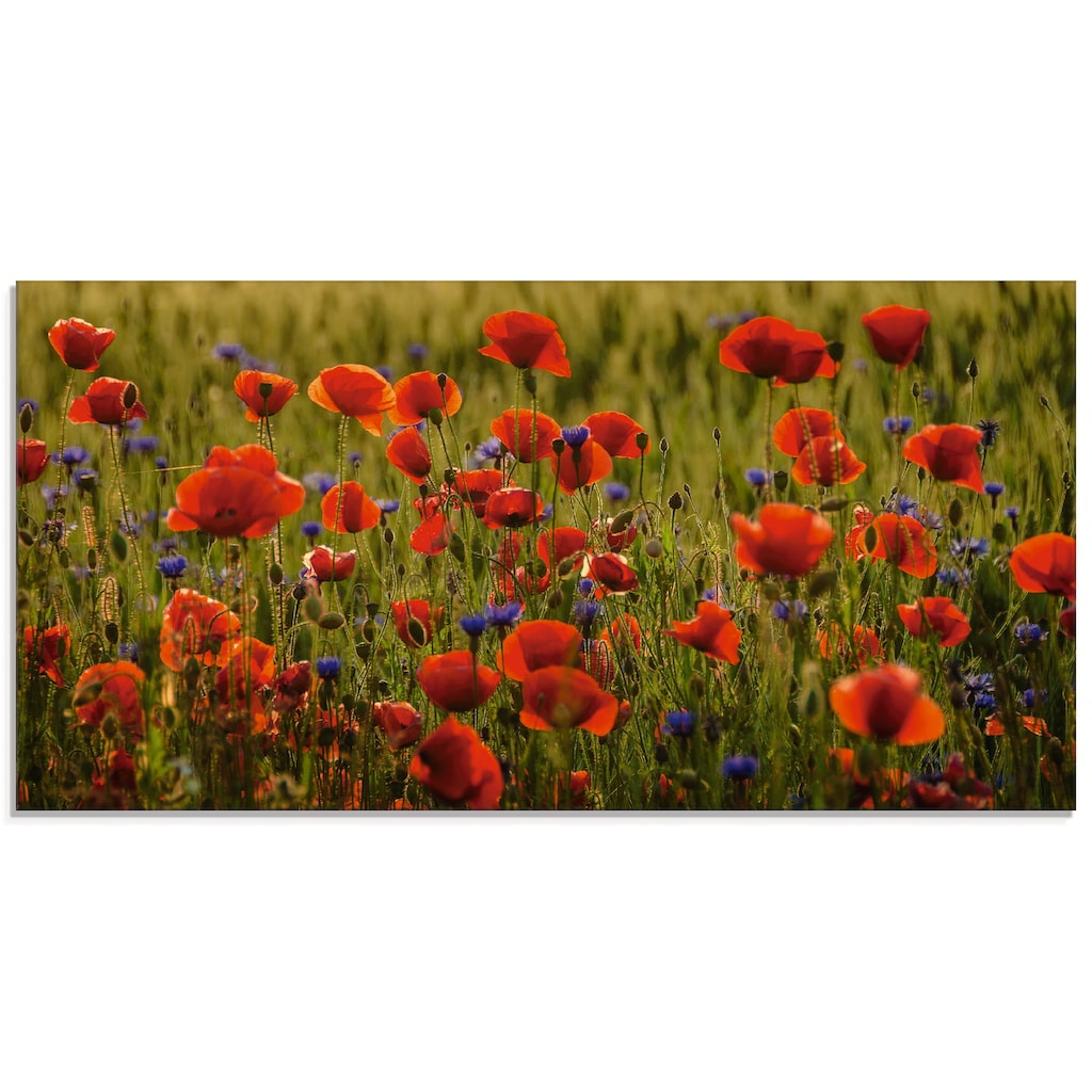 Artland Glasbild »Sommermohn«, Blumen, (1 St.)