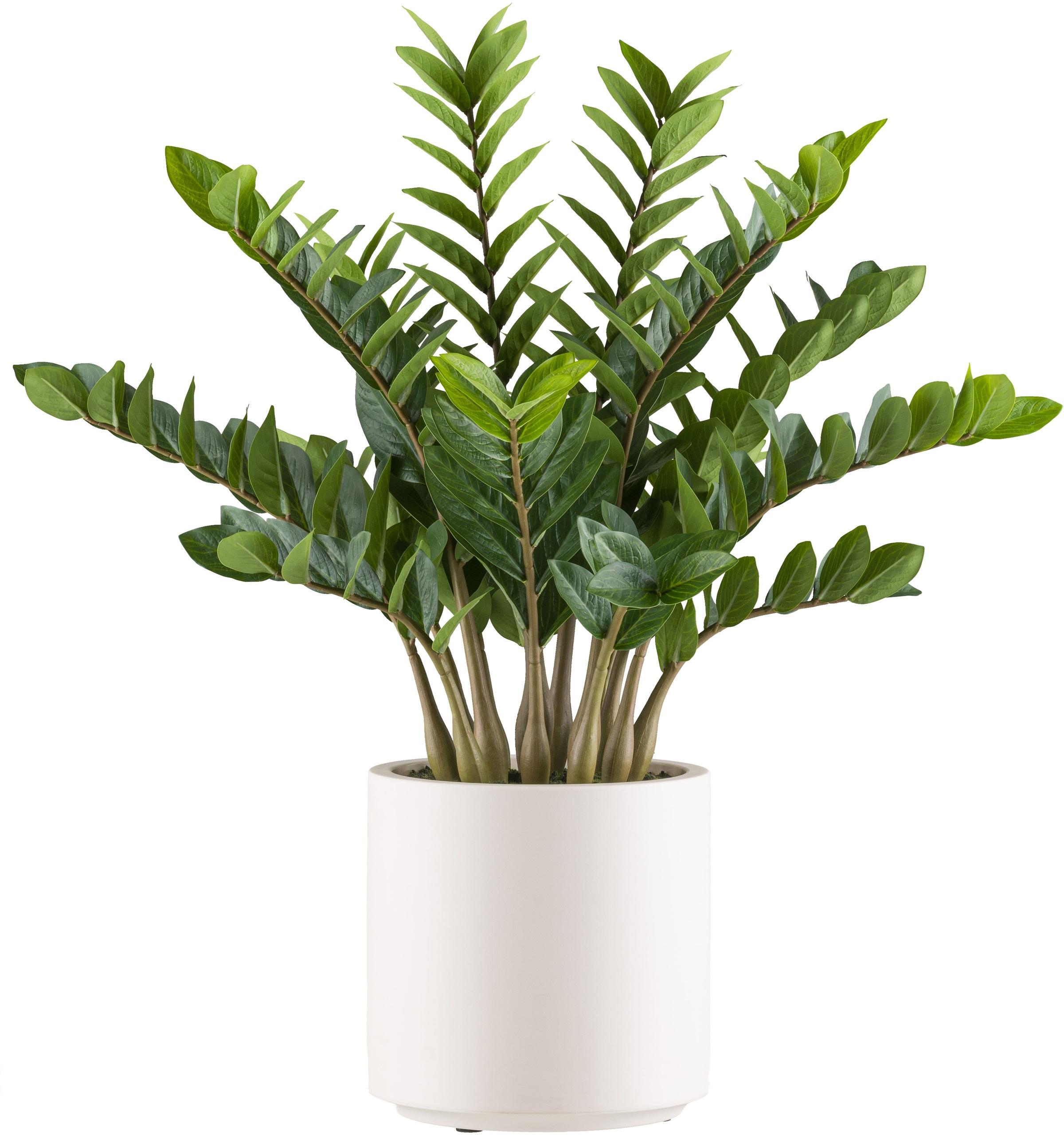 Creativ green Kunstpflanze »Zamifolia« im eleganten cremefarbenen Topf günstig online kaufen
