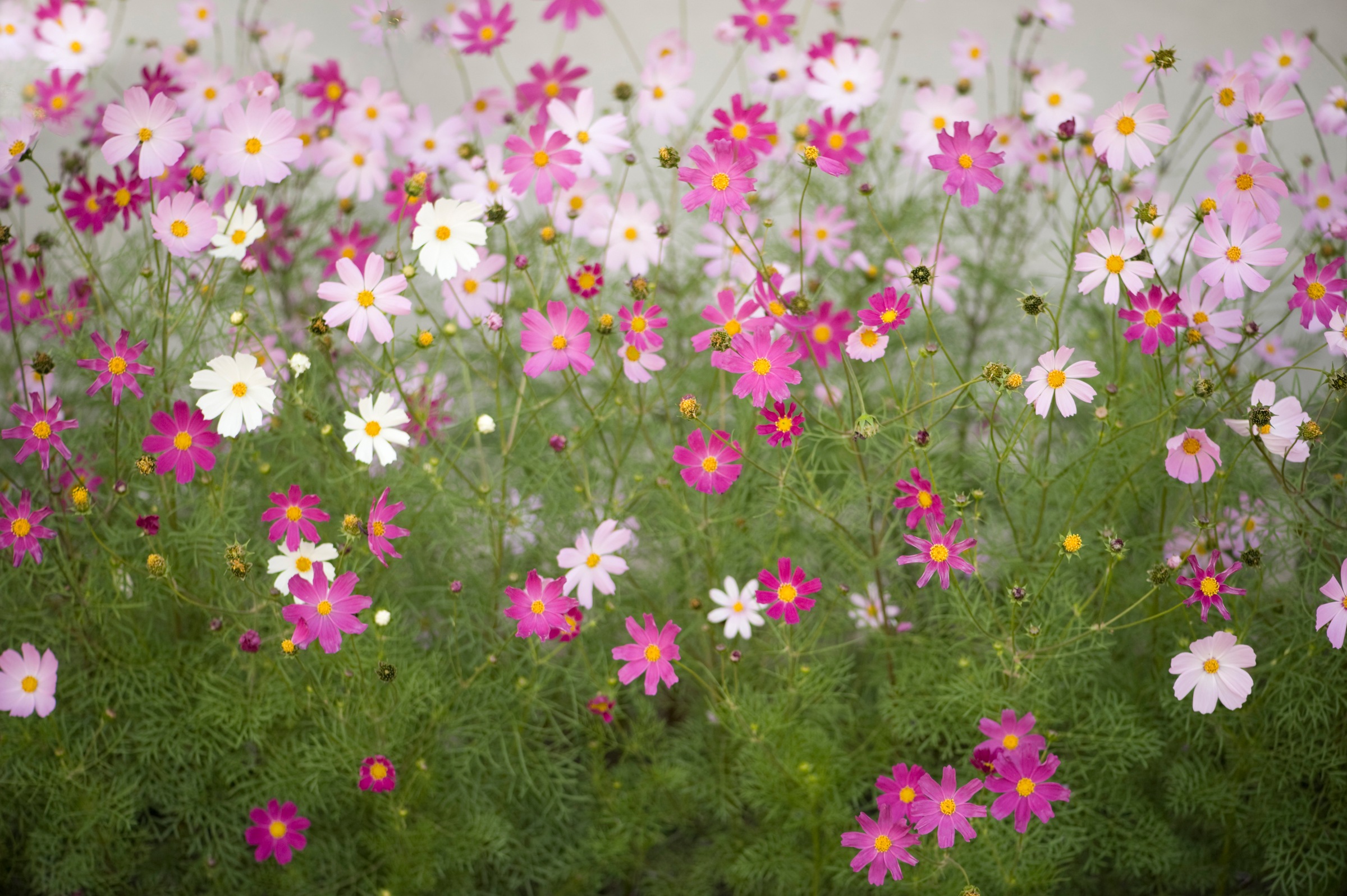 Papermoon Fototapete »Cosmos Flowers« kaufen
