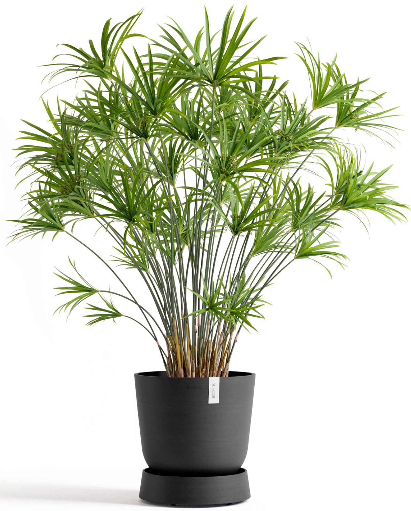 ECOPOTS Topfuntersetzer »mit Rollen Oslo 35 Dunkelgrau«, für innen und außen: frostsicher, bruchsicher und lichtbeständig