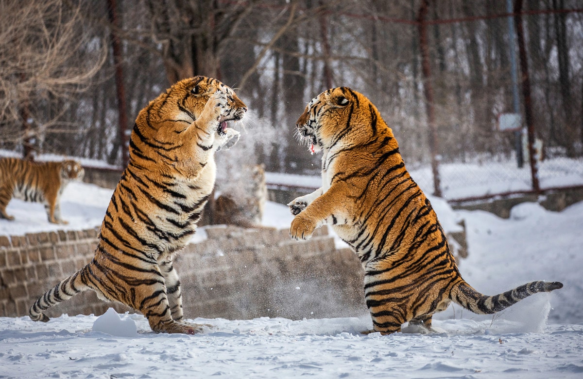 Papermoon Fototapete »Kampf gegen Sibirische Tiger«