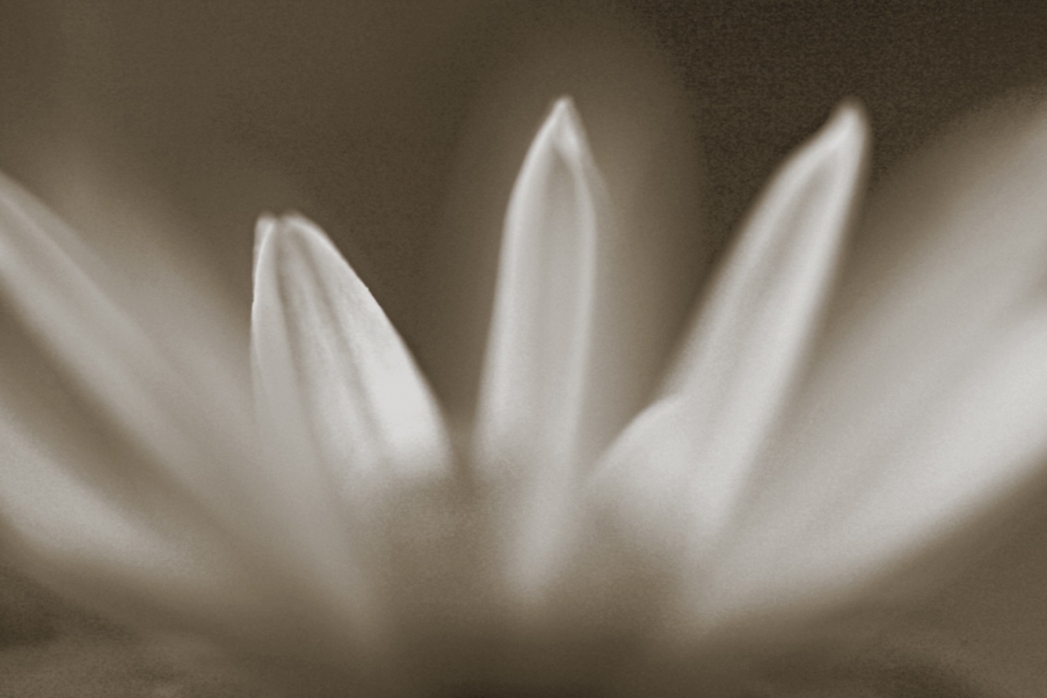 queence Wandsticker »Blüte« Selbstklebend, kinderleichte Anbringung