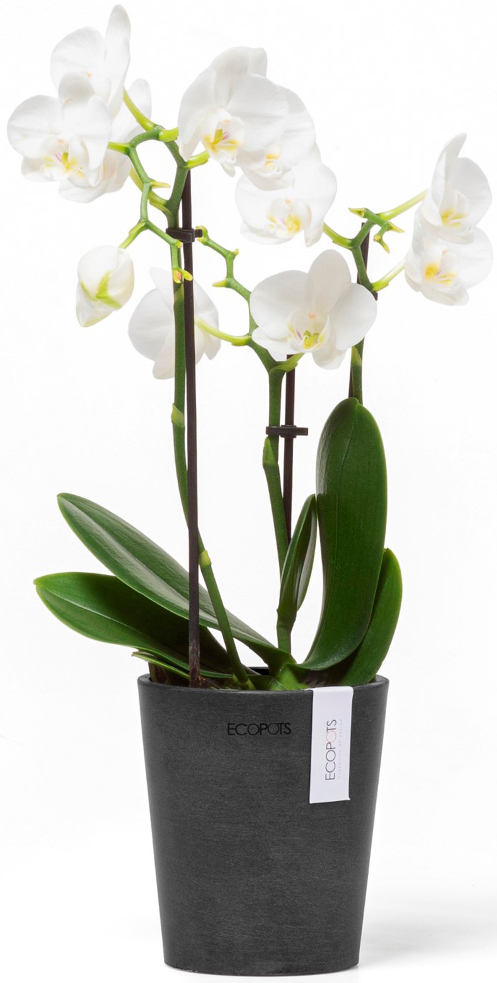 ECOPOTS Blumentopf »Morinda Orchidee 11 Dunkelgrau«, für den Innenbereich