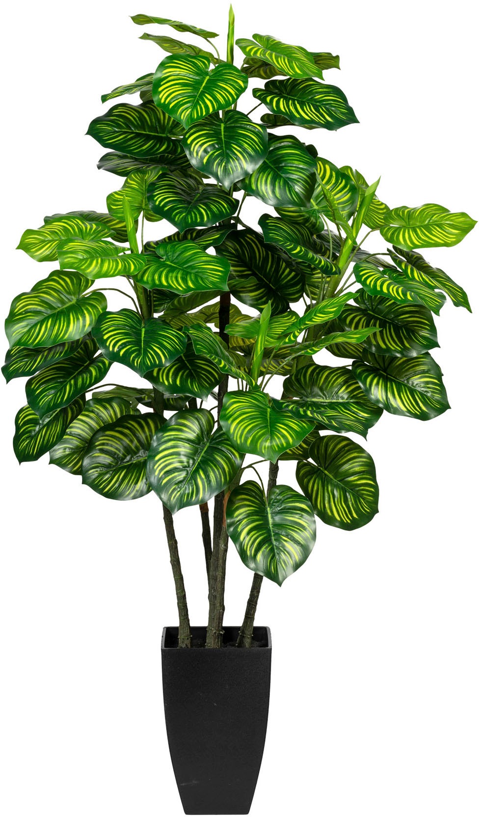Raten bestellen Künstliche Creativ green Zimmerpflanze »Maranta« auf