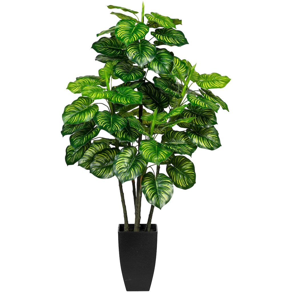 Creativ green Künstliche Zimmerpflanze »Maranta«
