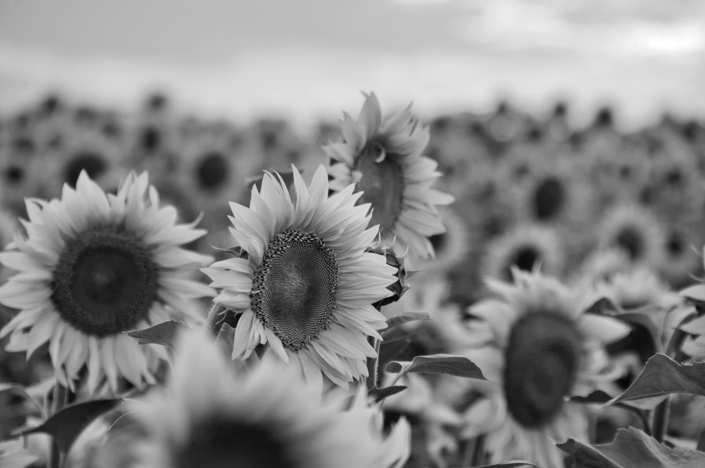 Papermoon Fototapete »Sonnenblumen Schwarz & Weiß« günstig online kaufen