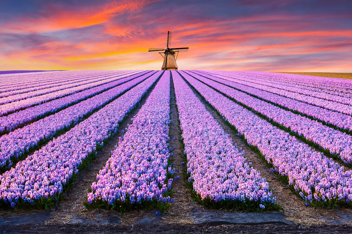 Papermoon Fototapete »Blumenfelder mit Windmühle« günstig online kaufen