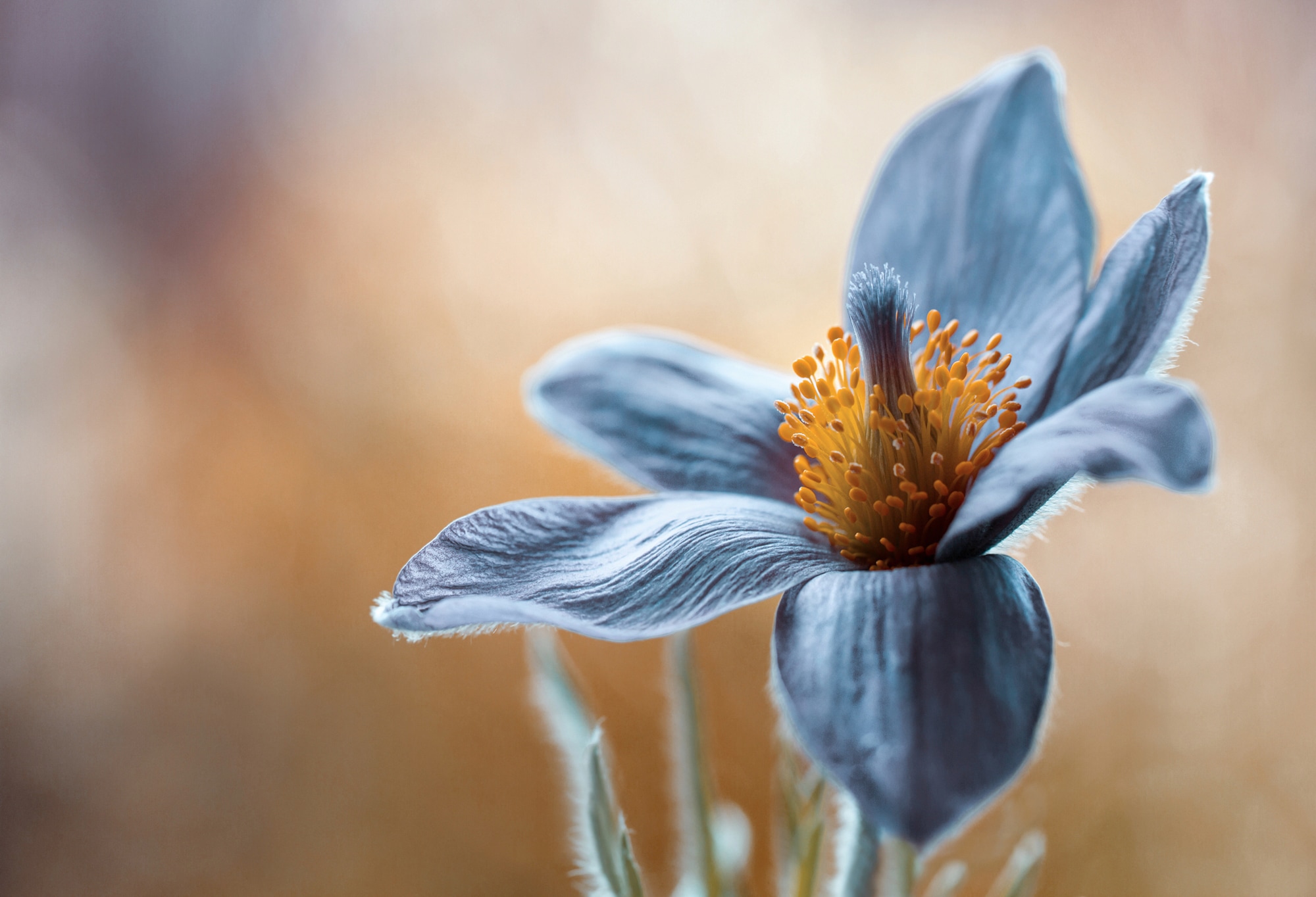 Papermoon Fototapete »Photo-Art MANDY DISHER, PASQUE« günstig online kaufen